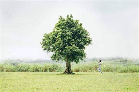 樹的作用|50 個種樹帶來的好處： 減少溫室效應、對環境與人更好